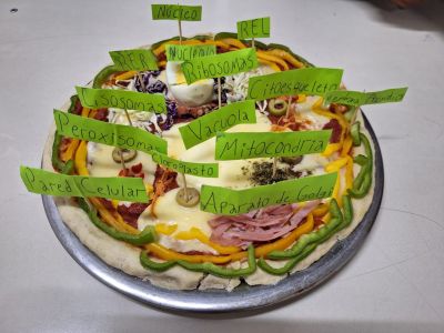 Tipos de células en formato de pizza